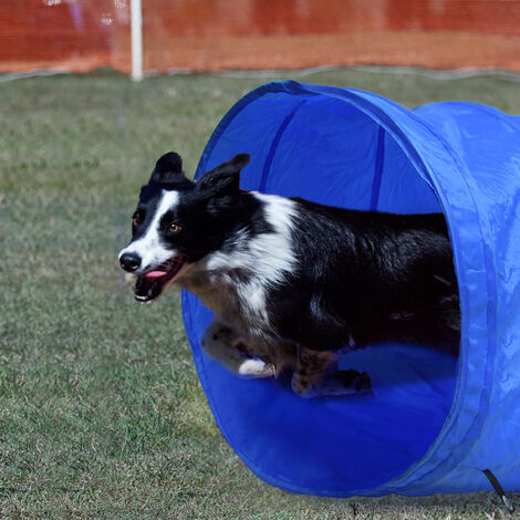 Zazafolora Agility Set Für Hunde - 16-teiliger Trainingsparcours Mit Verstellbaren Hürden