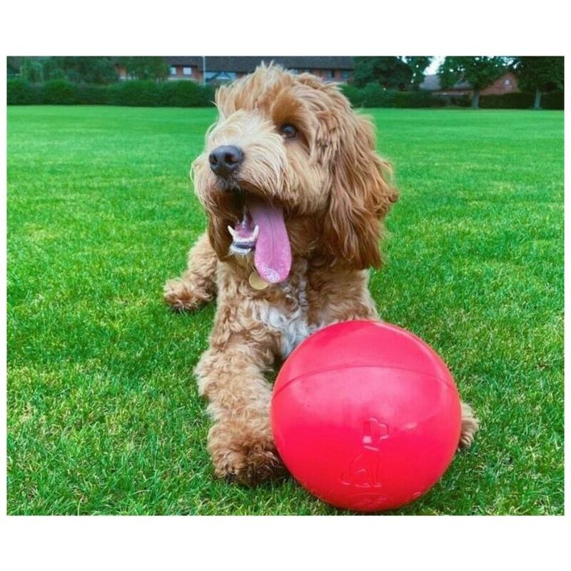 Treibball para perros, Juegos con perro y deporte