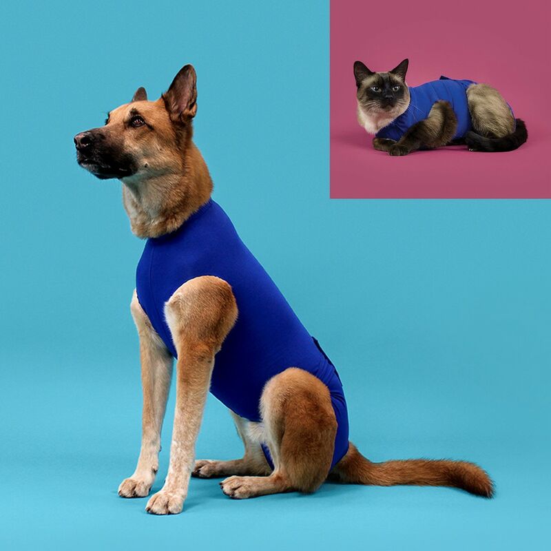 Arnes Para Gato Con Brillos - Azul Claro —