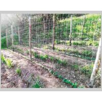 Rete rampicante ideal star 1,5x1000 mt - colore bianco