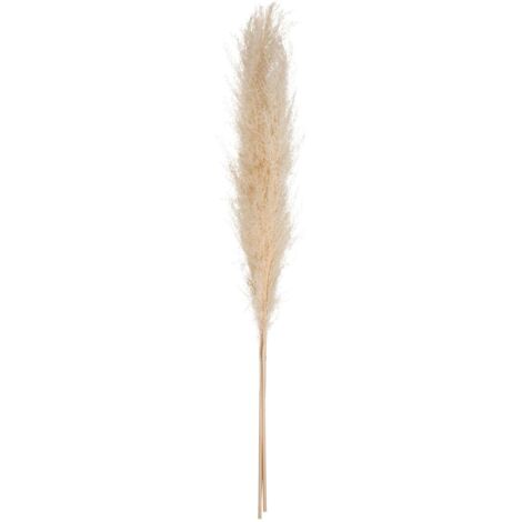 3 fiori secchi pampa naturelle h110cm - Atmosphera créateur d'intérieur