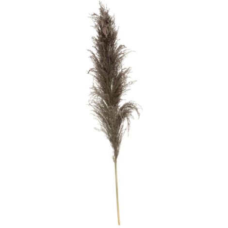 3 fiori secchi pampa brune h110cm - Atmosphera créateur d'intérieur