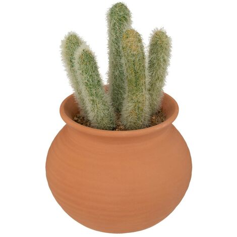 Cactus in vaso alicante in terracotta h16,5cm - Atmosphera créateur d'intérieur