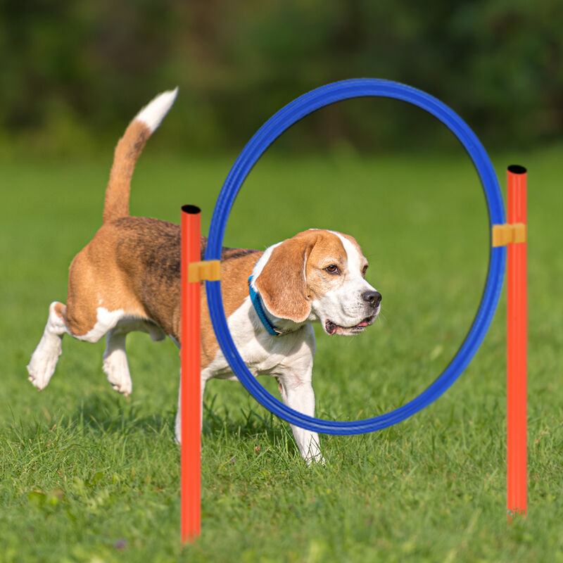 Barre de saut pour chien, équipement d'entraînement à l'agilité pour  animaux de compagnie - AliExpress