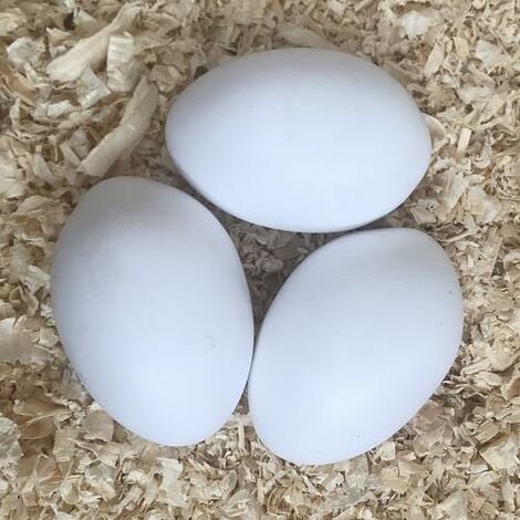 Uova finte di gallina