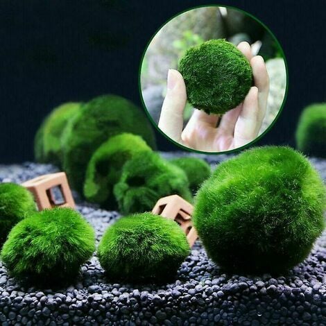 2pcs Moss Balls Live Aquarium Plants Natural Green Moss Balls