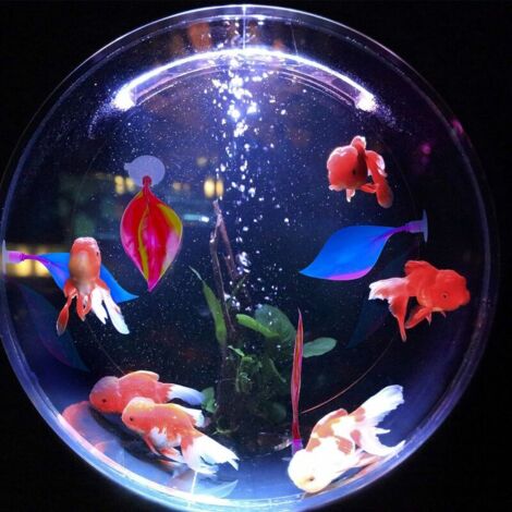 Betta
