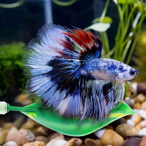 Moonlight Simulation for Betta Tanks: Enhance Health & Beauty