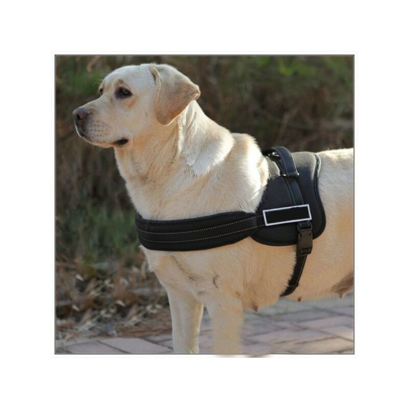 Muselière souple pour chien en villes. Accessoires, laisses, colliers,  harnais : Morin France