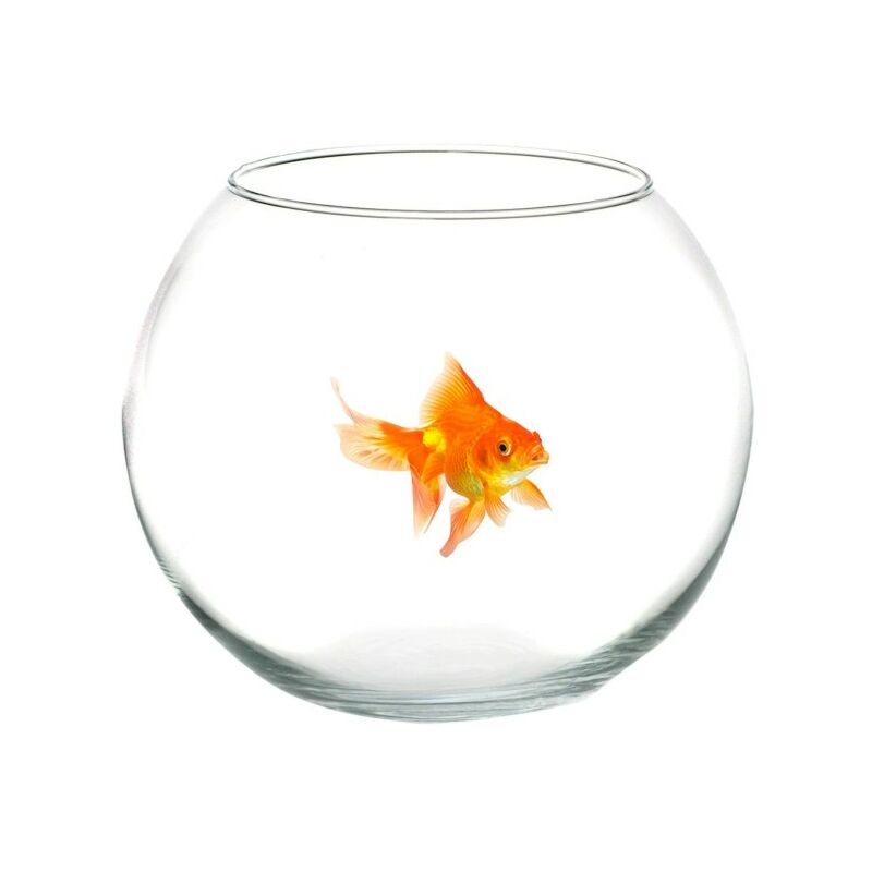 Que faire avec un poisson rouge dans un bocal (aquarium boule) ?