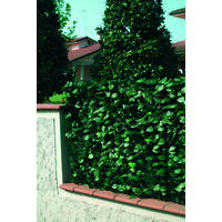 Clôture en PVC avec feuilles de laurier H. 100 L. 2000 cm