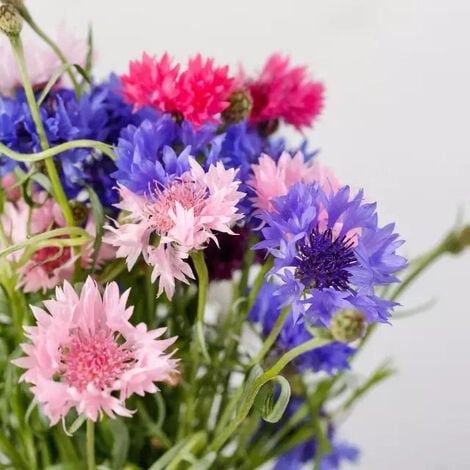 1000 cornflower blue boys. Produces hardy annuals, cut flower varieties ...