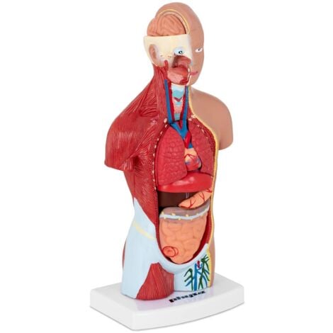 Human Torso Model Torso Anatomy Model Medical 15 Pcs. 26cm Colourised