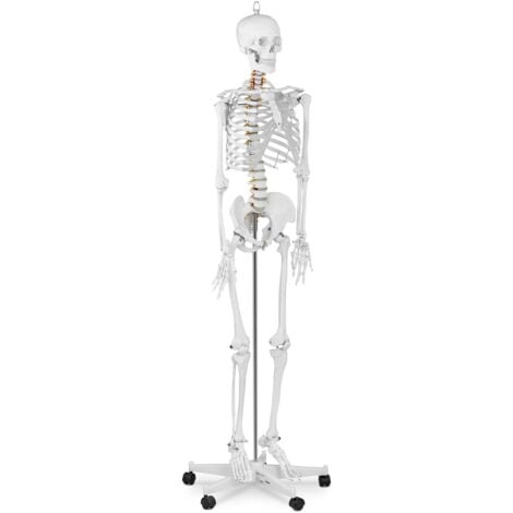 Skeleton Model - Life-sized Anatomical Model Educational ...