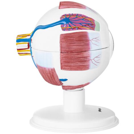 School Learning Biology Teaching Human Eye Model Anatomical Medical ...