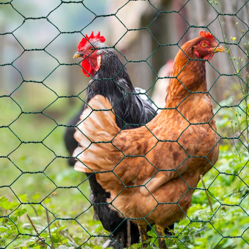 Rete metallica per polli rete verdi 1x25 m, rete a tripla torsione 25 mm, recinto flessibile per giardini di animali