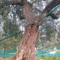 Réseau d'olives renforcé et tissu antipin d'oeillement avec ouverture verte 85 gr / m² 10x10 mt