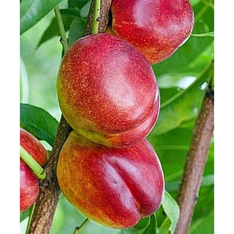 Arbol Frutal Nectarino Flavortop. Nectarina Carne Amarilla. 120 - 150 Cm