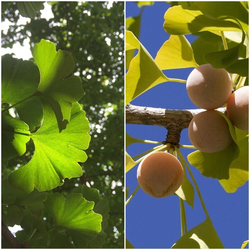 Planta de Ginkgo Biloba. Gingo. Arbol de los Cuarenta Escudos. Altura: 20 - 30 Cm