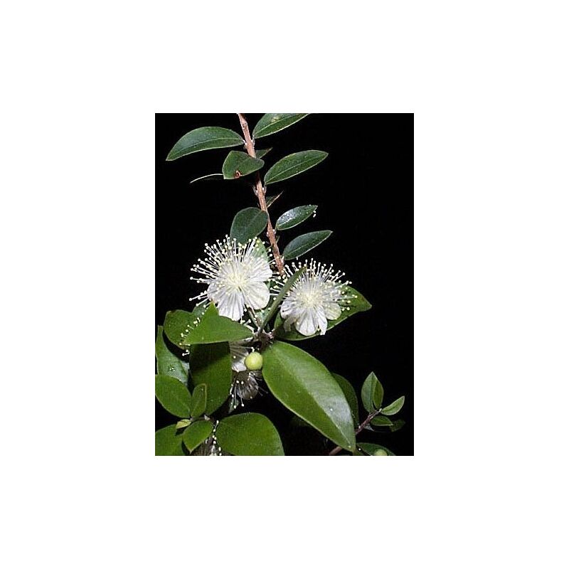 100 Semi Di Mirto (Myrtus Communis) – Tu Propio Jardín – Da Spagna