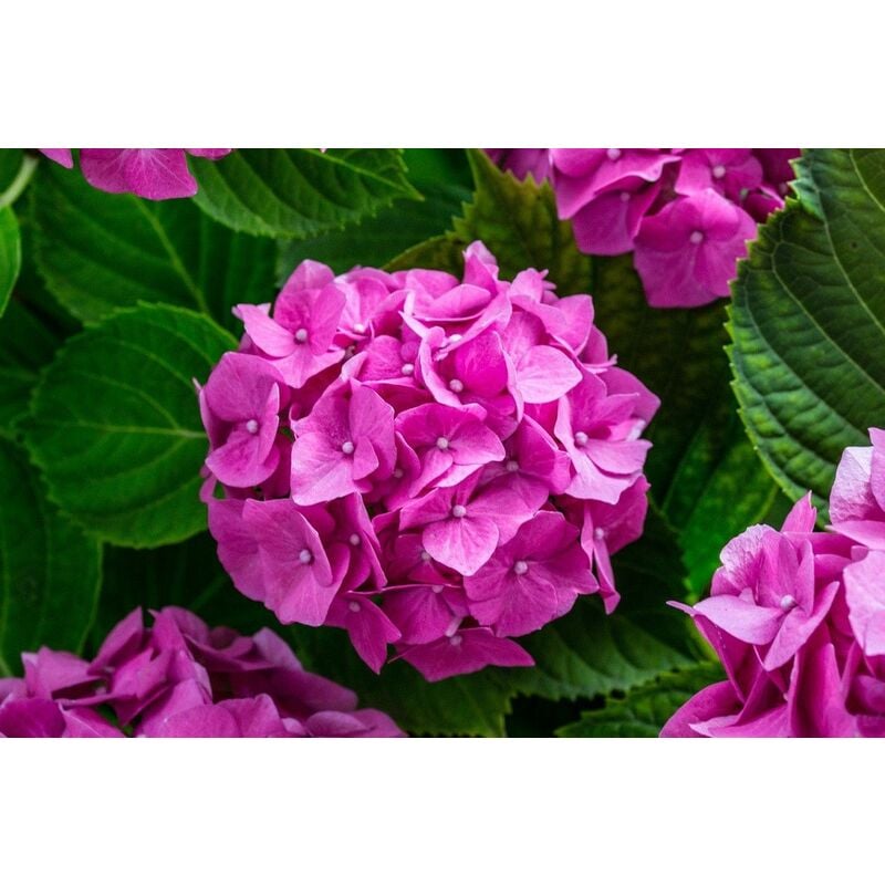 Planta de Hortensia Flor Rosa. Hydrangea Altura Planta 30 - 40 Cm