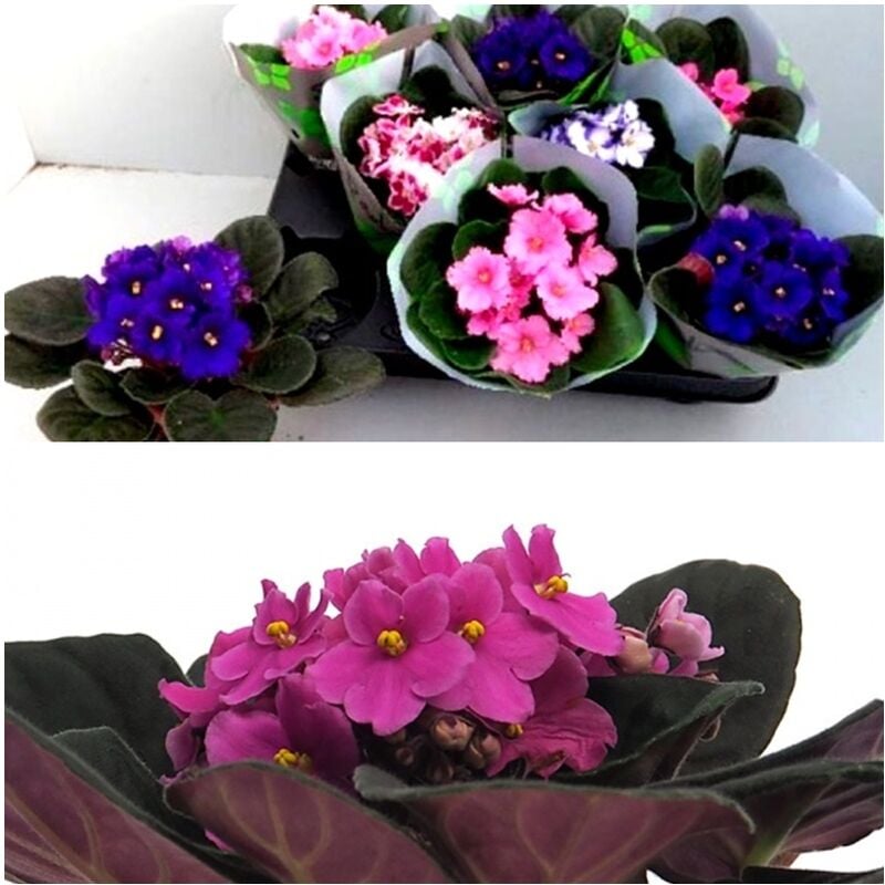 Pack de 8 Plantas de Saint Paulia, Violeta Africana