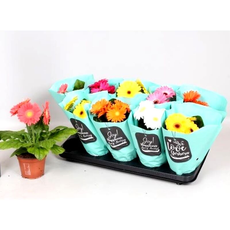 Pack de 10 Plantas de Gerbera Variadas