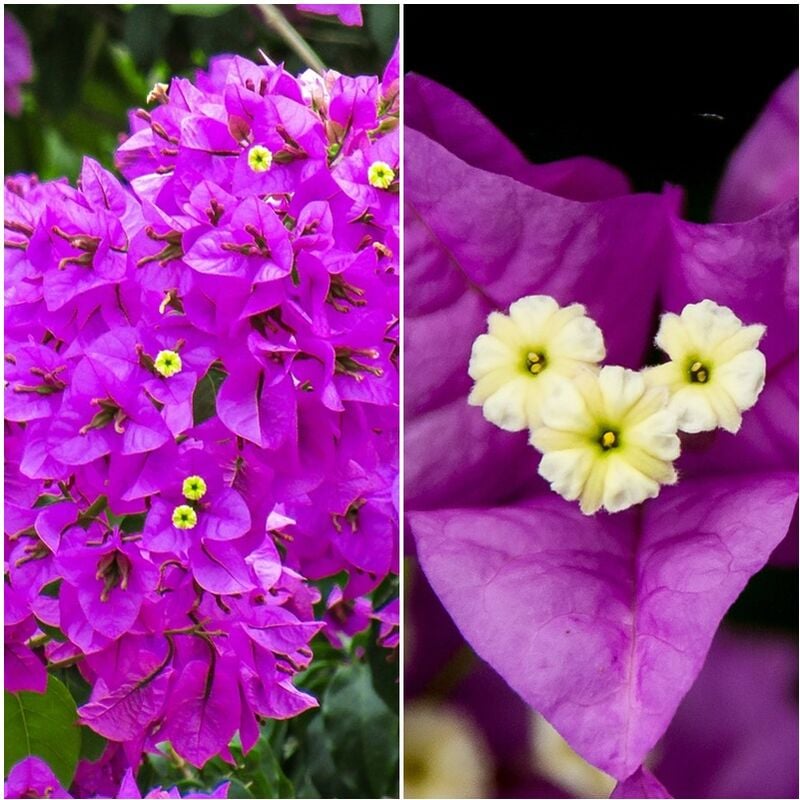 Planta de Bouganvillea, Buganvilla Morada. 120 Cm