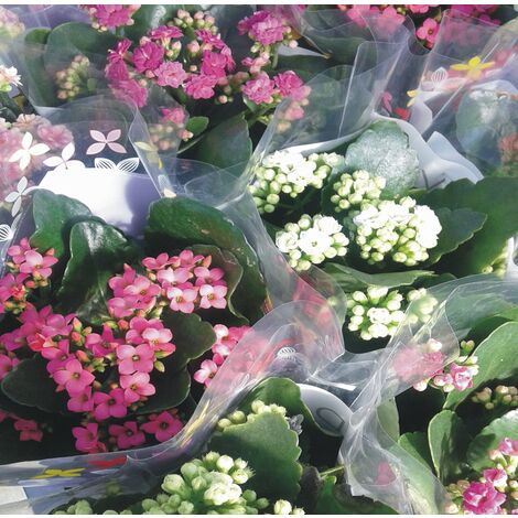 Planta Kalanchoe Variado de Colores.