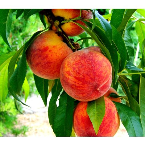 Planta Frutal Melocot�n Catherine. 80 - 100 Cm