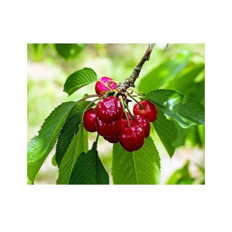 Arbol Frutal Cerezo Lapins Cerezas Tardia 120 150 Cm