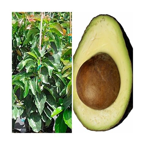Planta Arbol Frutal de Aguacate Hass. 100 - 120 Cm