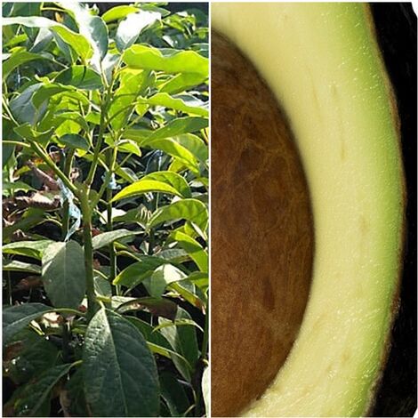 Planta Arbol Frutal de Aguacate Bacon. Resiste Fr�o. 100 ? 110 Cm