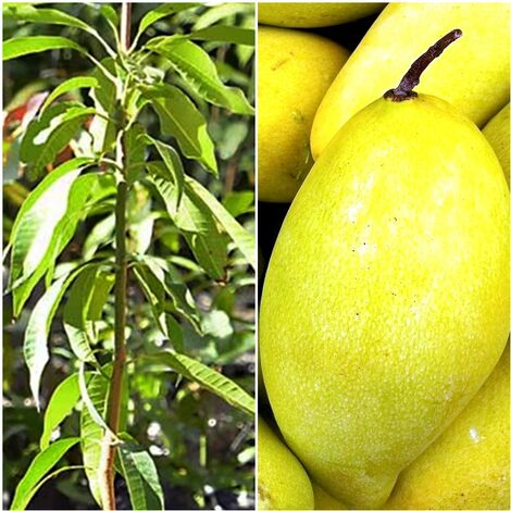 Arbol Planta Frutal Mango Variedad Ataulfo. 100 - 110 Cm