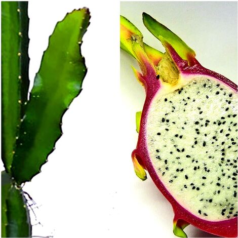 Planta Esqueje de Pitahaya. 30 Cm