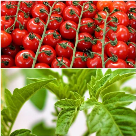 Pack De 9 Plantas De Tomate Cherry Plantel Huerto