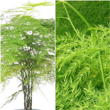 Planta Esparraguera Plumosa de los Floristas. 50 Cm