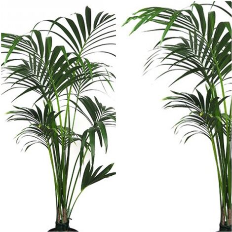 Planta Natural Kentia Forsteriana. 110 - 130 Cm