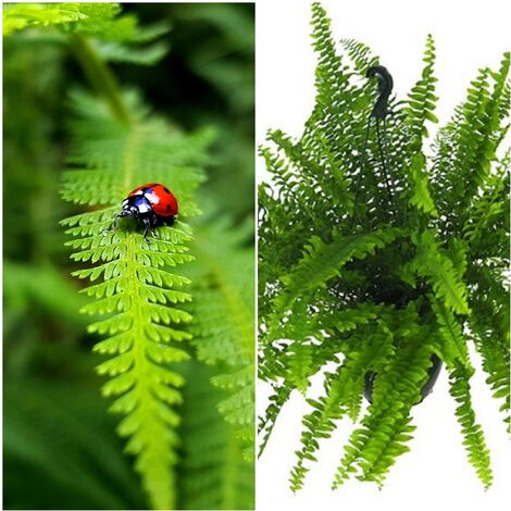 Planta Natural Helecho de Boston. 60 - 80 Cm
