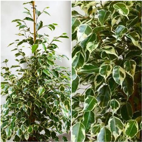 Planta Natural Ficus Benjamina Twilight. 120 Cm