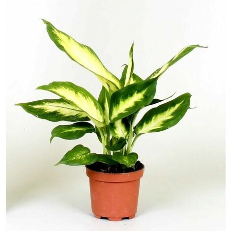 Planta Natural de Dieffenbachia Camila. 15 - 20 Cm