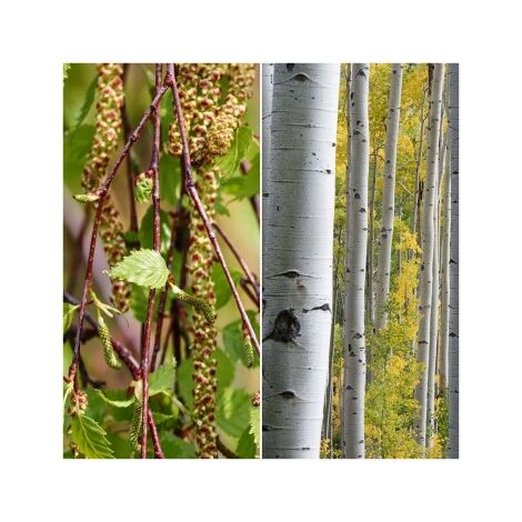 Planta de Abedul Blanco. Betula Pubescens (1/2)