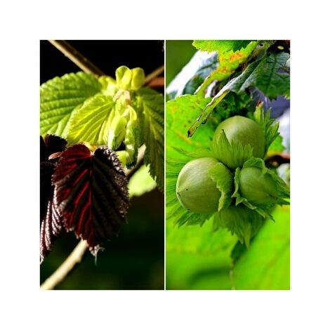 4 Plantas de Avellano Silvestre. Corylus Avellana. 30 - 40 Cm