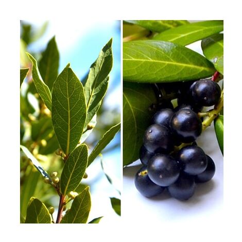 4 Plantas de Laurel. Laurus Nobilis. para Seto O Arbol Aislado