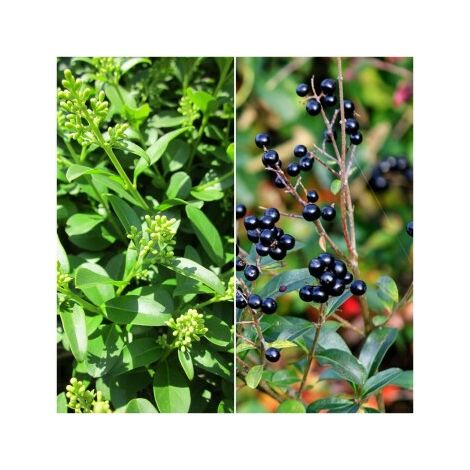 Pack de 4 Plantas para Setos de Aligustre Comun. Ligustrum Vulgare. 20 - 30 Cm (1/2)