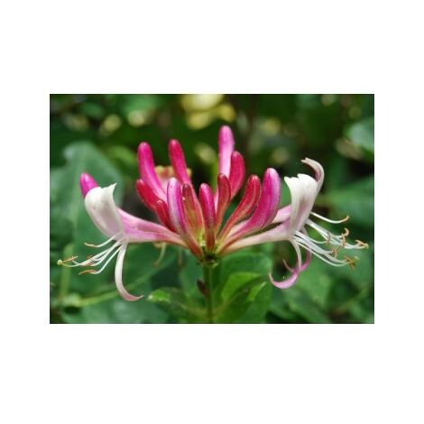 Planta de Madreselva Lonicera Etrusca. Trepadora de Flores Fragantes (1/2)