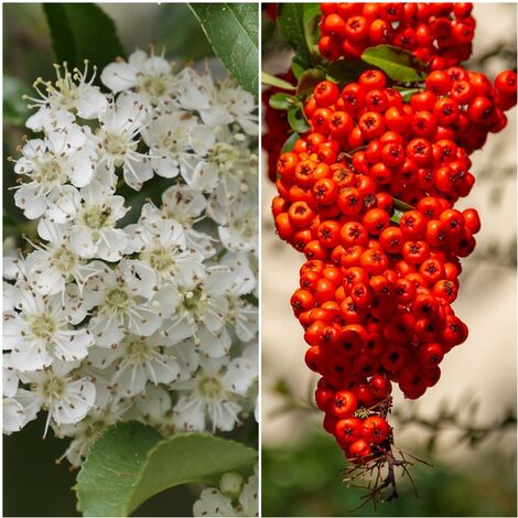 Pack de 4 Plantas de Espino de Fuego Naranja. Pyracantha Angustifolia