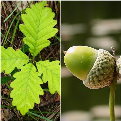 Pack de 4 Plantas de Roble Albar. Quercus Petraea