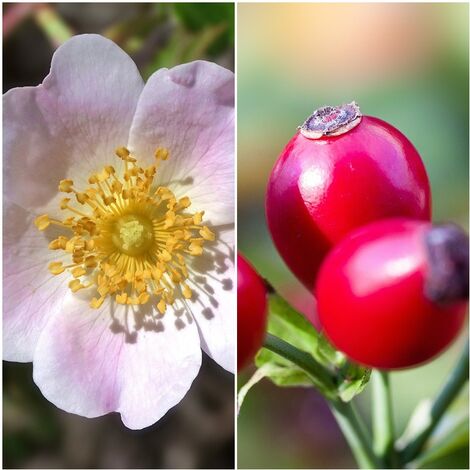 Pack de 4 Plantas de Rosa Canina. Rosal Silvestre. Rosa Mosqueta