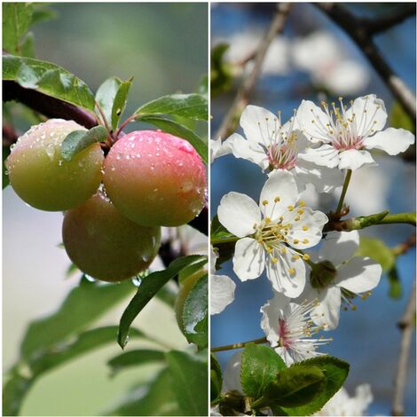 Pack de 4 Plantas de Ciruelo Mirobolano. Prunus Cerasifera